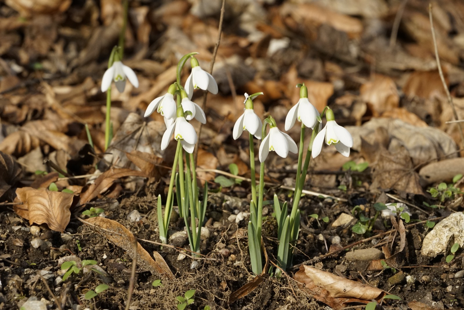 Leuchten im Vorfühling Leuchten im Vorfühling