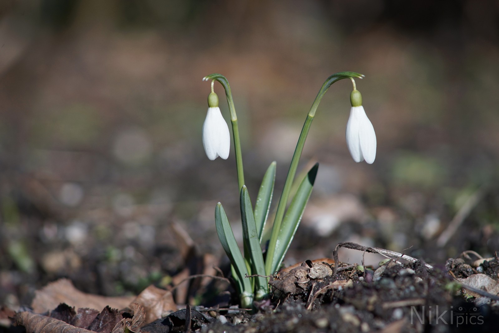 Lichtmess Glocken Lichtmess Glocken