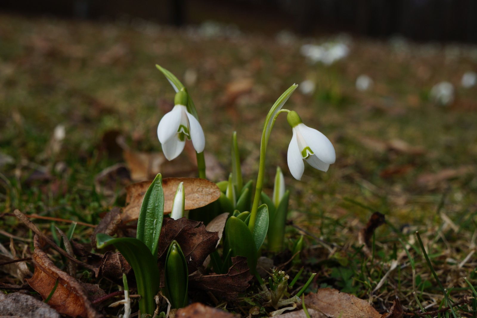 Lichtmess Glöckchen duo Lichtmess Glöckchen duo
