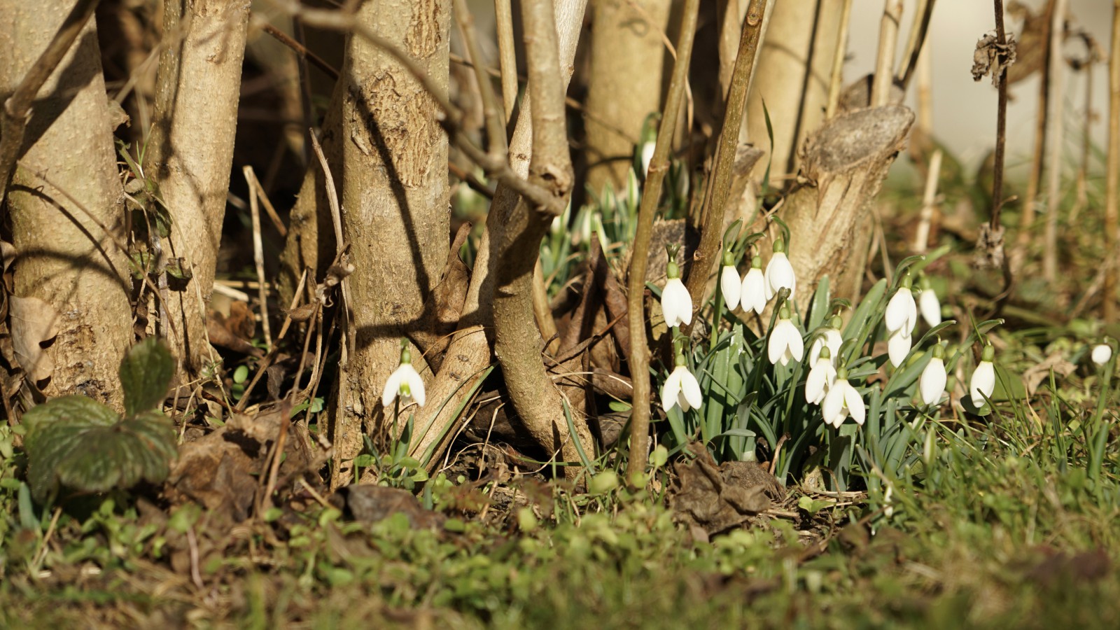 Lichtmess Glöckchen im Unterholz Lichtmess Glöckchen im Unterholz