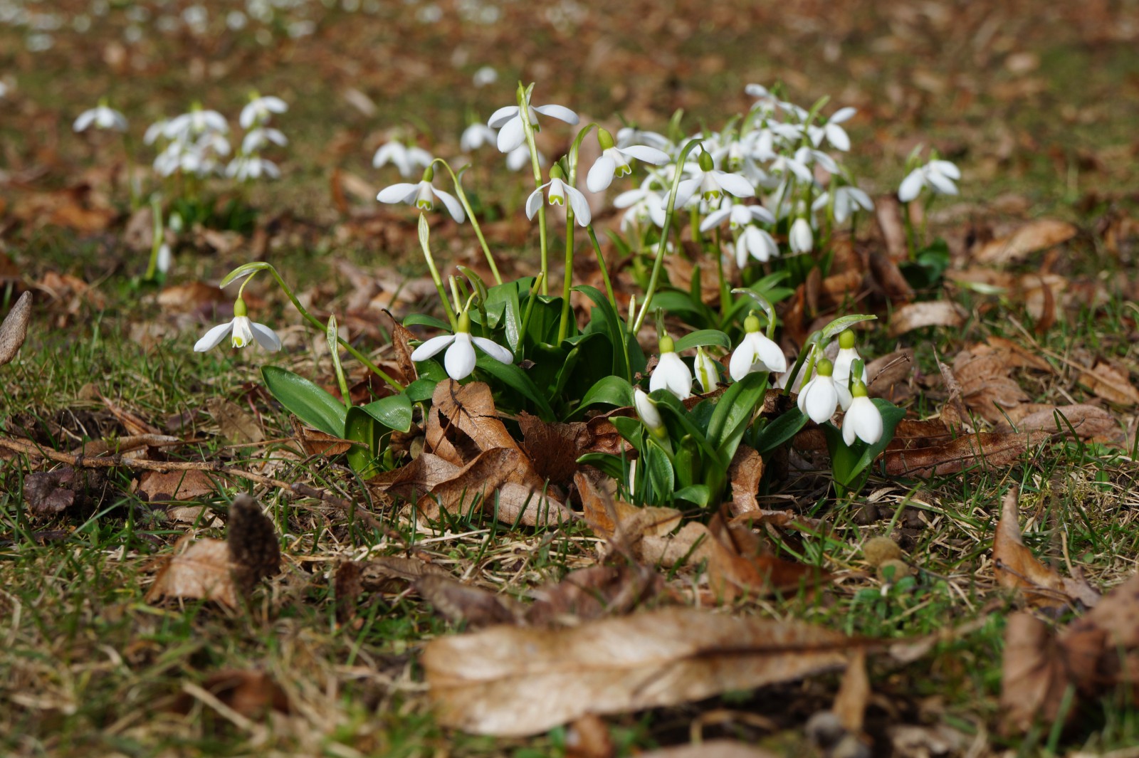 Lichtmessglöckchen im Vorfrühling Lichtmessglöckchen im Vorfrühling