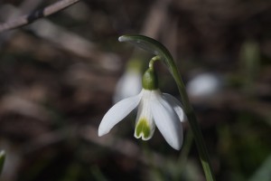 Lichtmessglöckchen Blüte Lichtmessglöckchen Blüte