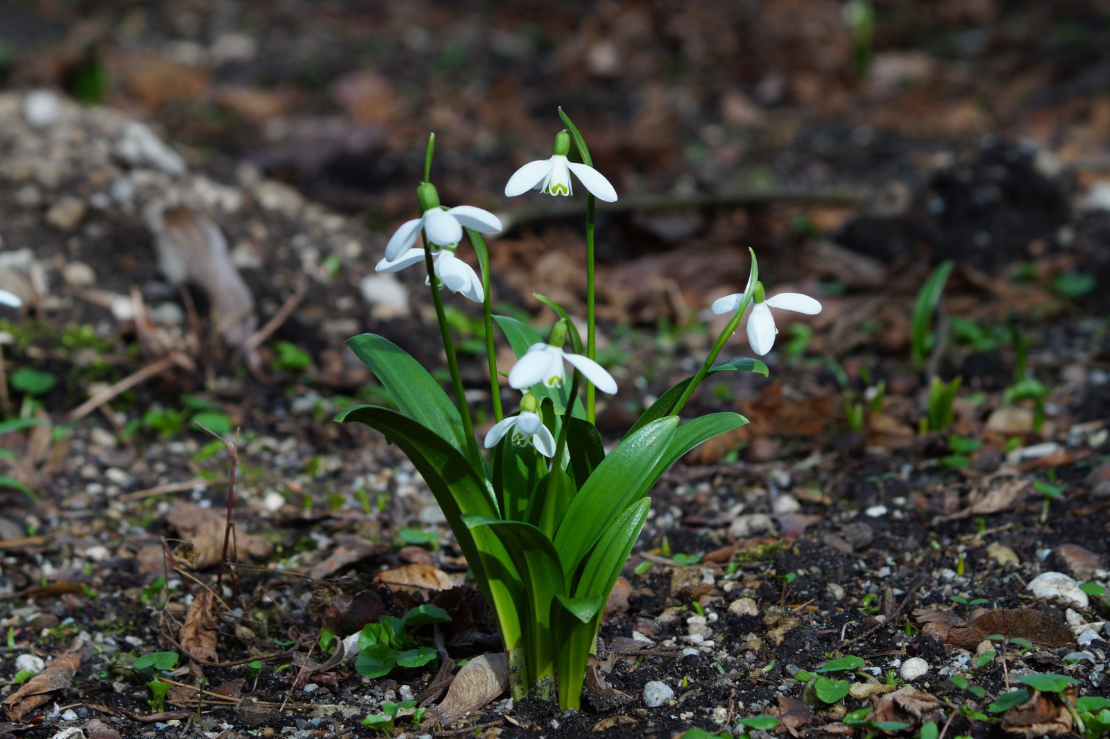 Lichtmessglöckchen Gruppe Lichtmessglöckchen Gruppe