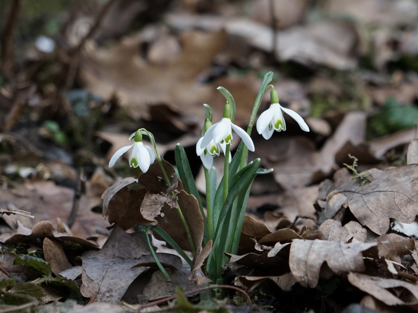 Lichtmessglöckchen kommen Lichtmessglöckchen kommen