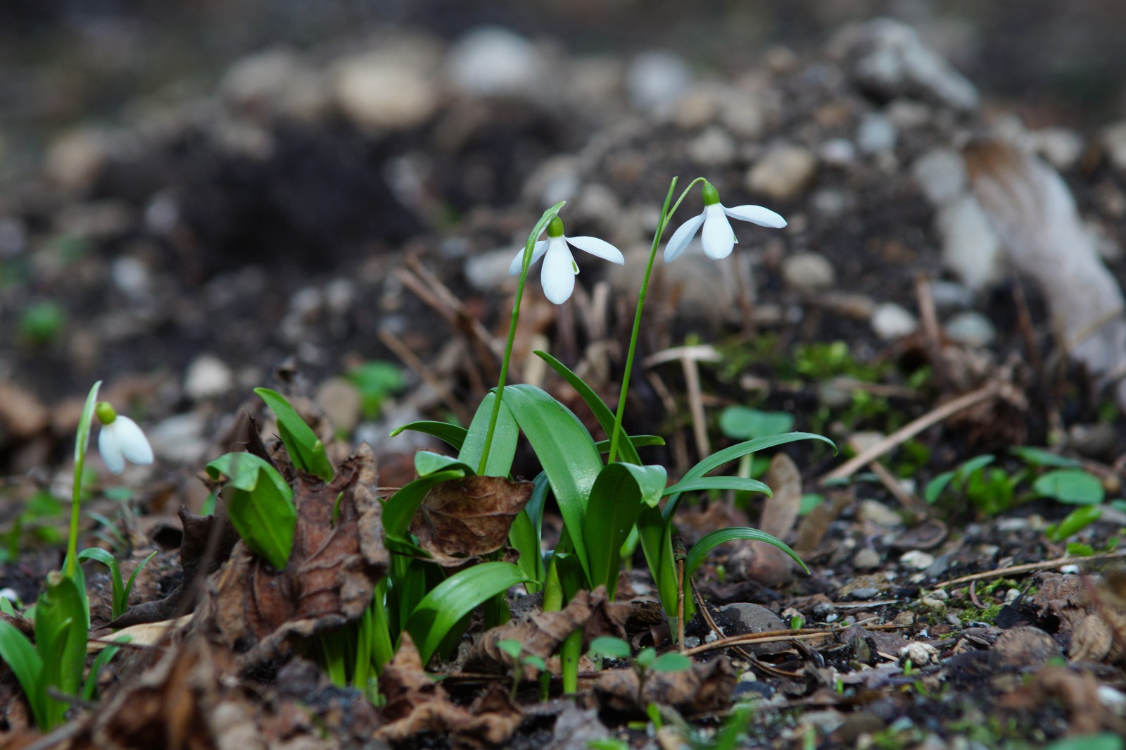 Lichtmessglöckchen paar Lichtmessglöckchen paar