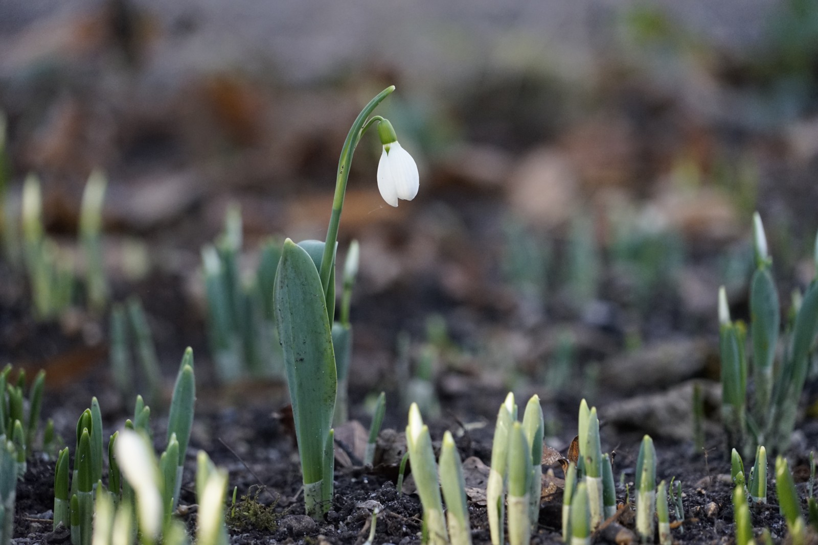 Neujahrsglöckchen Neujahrsglöckchen