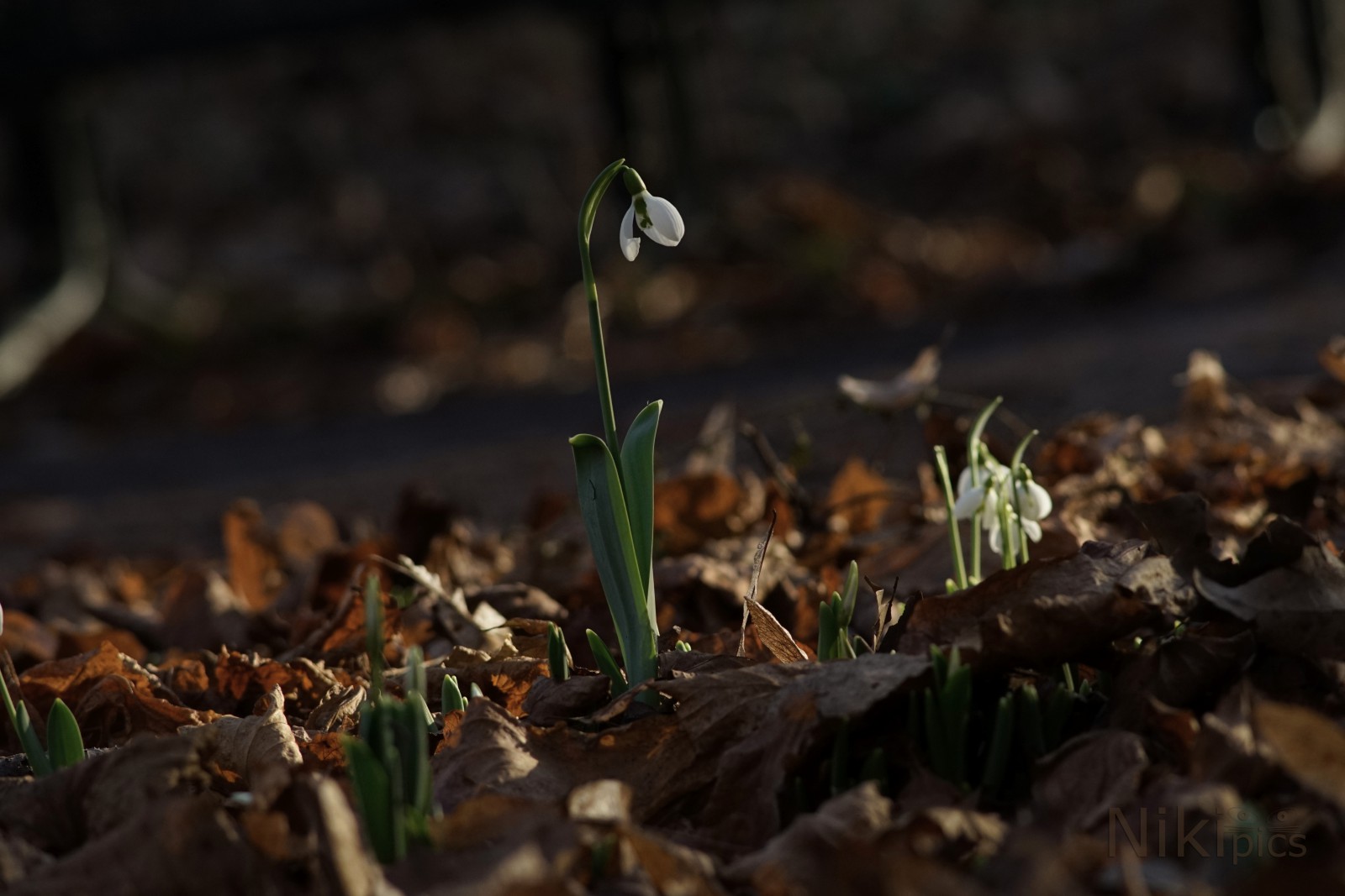 Neujahrsglöckchen Neujahrsglöckchen