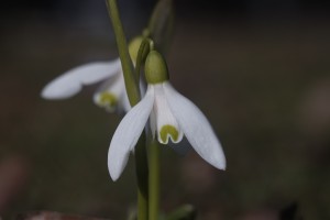Schneeglöckchen-Blüte Schneeglöckchen-Blüte