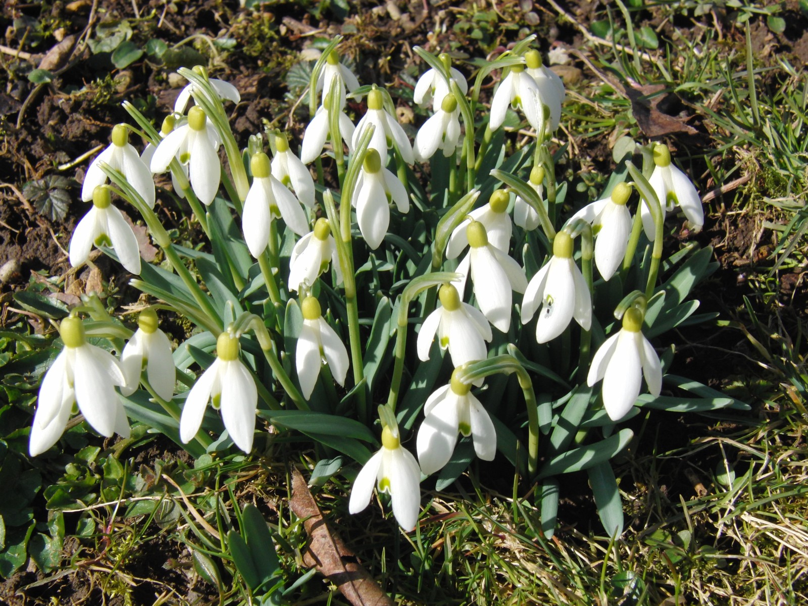 Scheeglöckchen-Gruppe 2 Scheeglöckchen-Gruppe 2