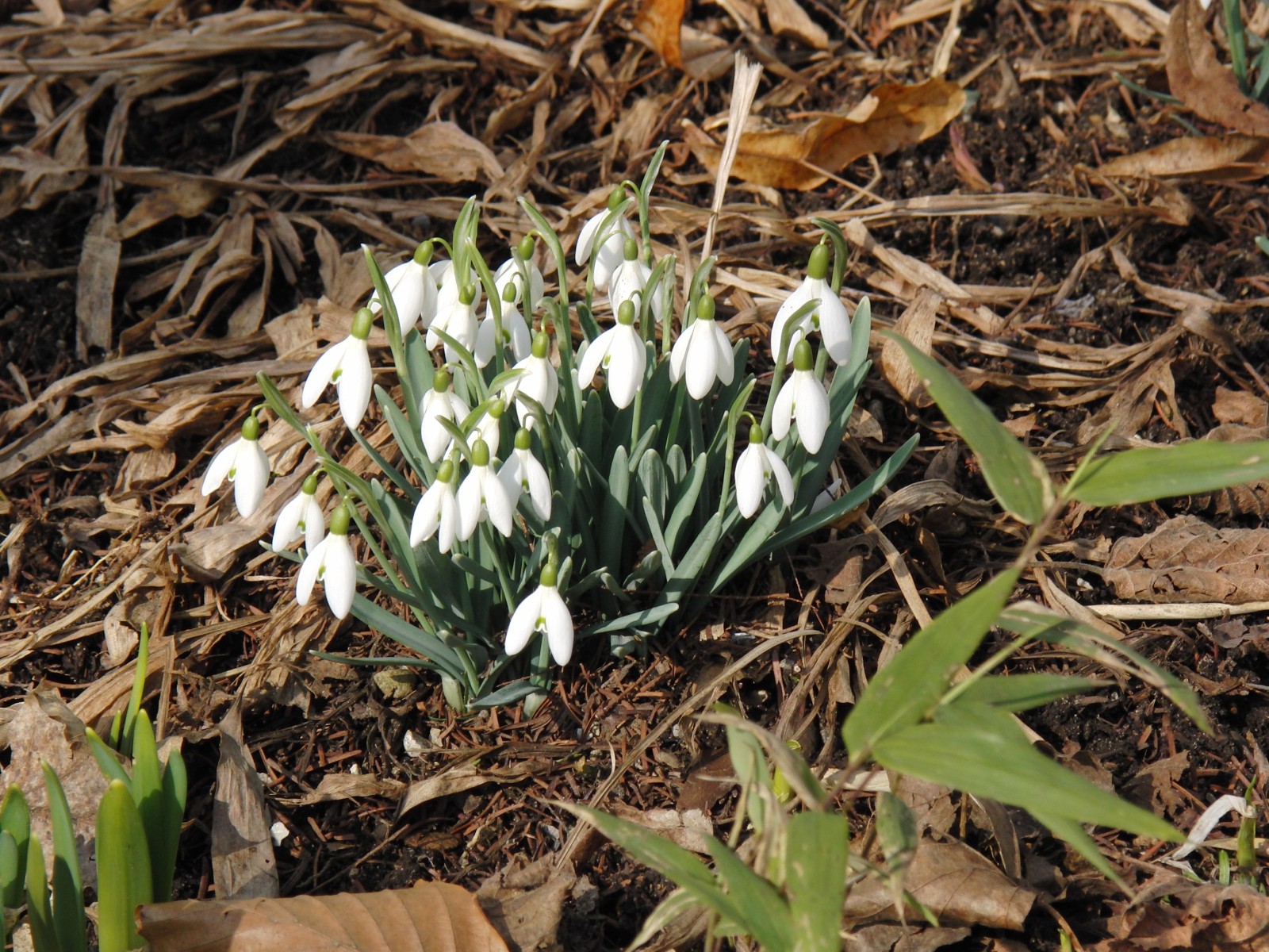 Scheeglöckchen-Gruppe 3 Scheeglöckchen-Gruppe 3