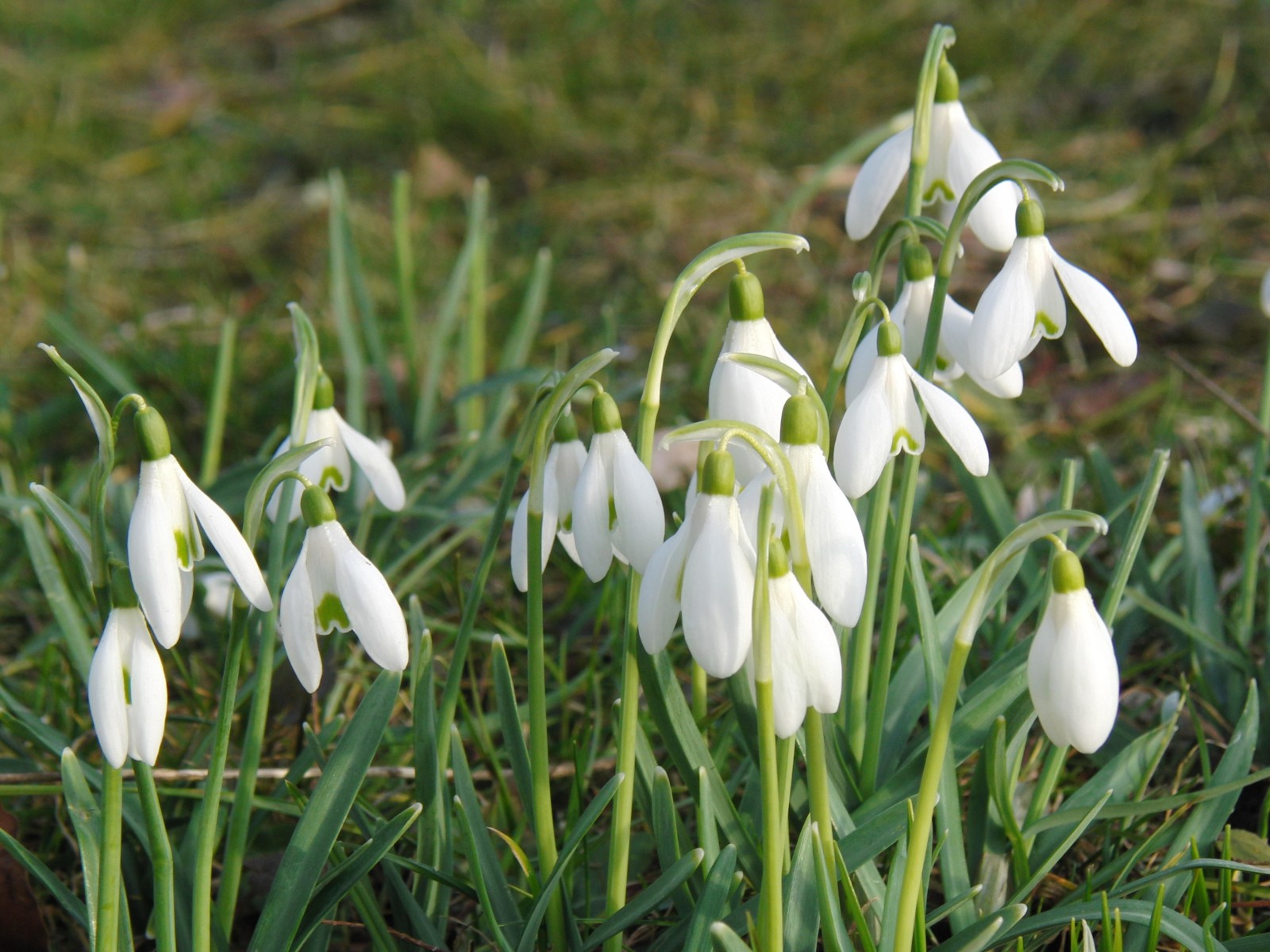 Scheeglöckchen-Gruppe 5 Scheeglöckchen-Gruppe 5