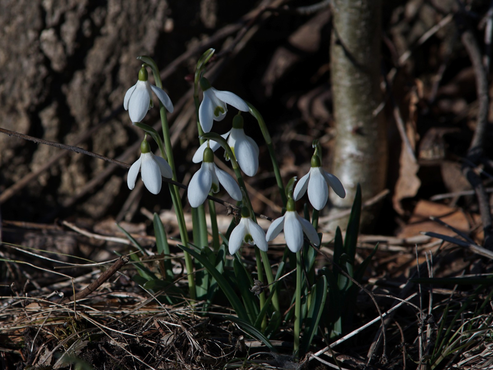 Schneeglöckchen Gruppe am Baumstamm Schneeglöckchen Gruppe am Baumstamm