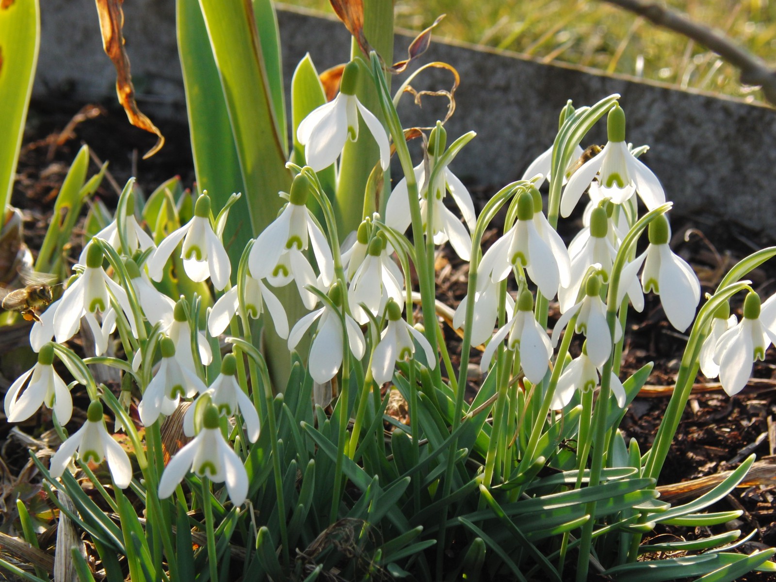 Scheeglöckchen im Beet Scheeglöckchen im Beet