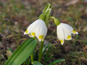 Scheeglöckchen im Frühling 1 Scheeglöckchen im Frühling 1
