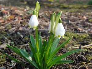 Scheeglöckchen im Frühling 2 Scheeglöckchen im Frühling 2