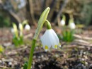 Scheegl&ouml;ckchen im Fr&uuml;hling 3