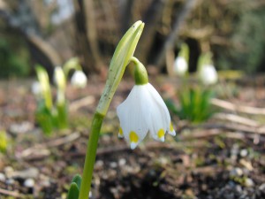 Scheeglöckchen im Frühling 3 Scheeglöckchen im Frühling 3