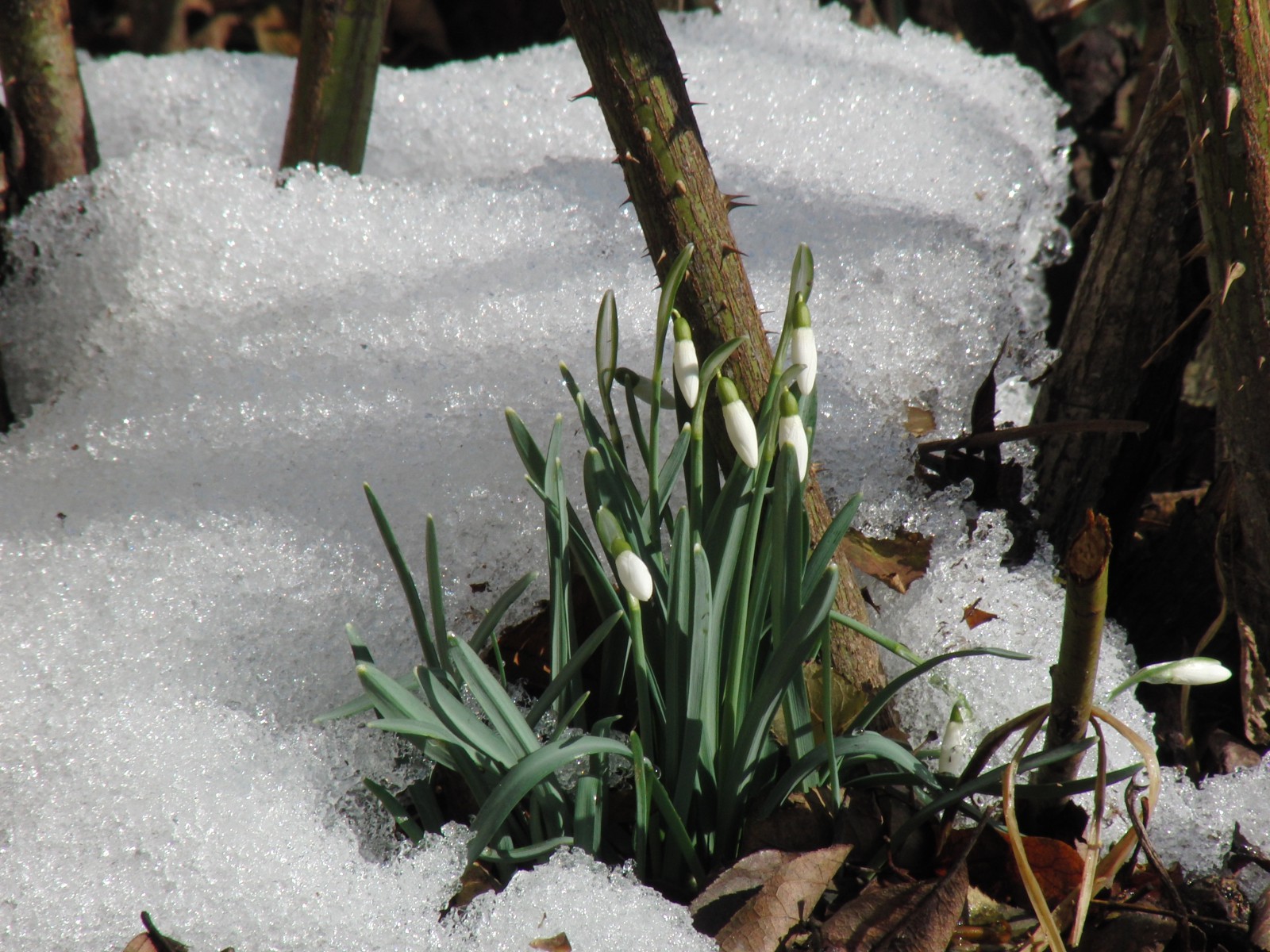 Schneeglöckchen im Schnee Schneeglöckchen im Schnee