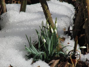 Schneeglöckchen im Schnee Schneeglöckchen im Schnee