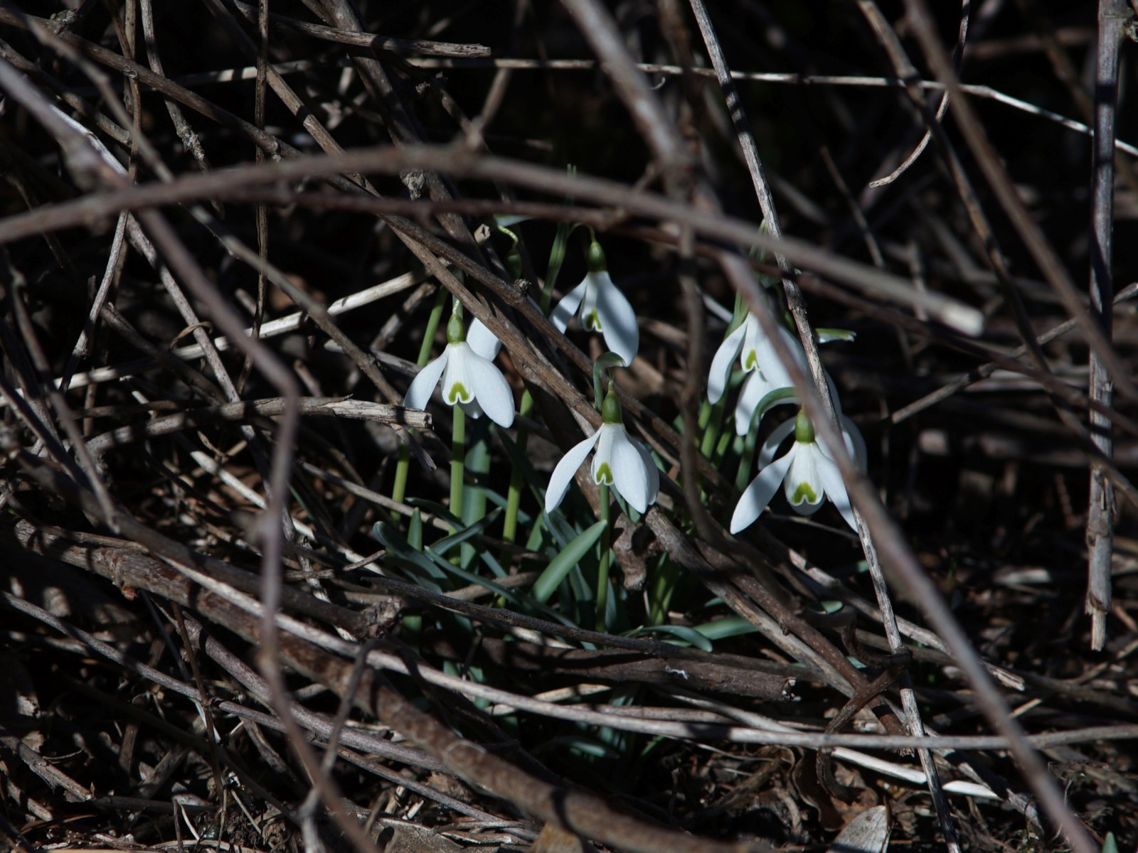 Schneeglöckchen im Unterholz Schneeglöckchen im Unterholz