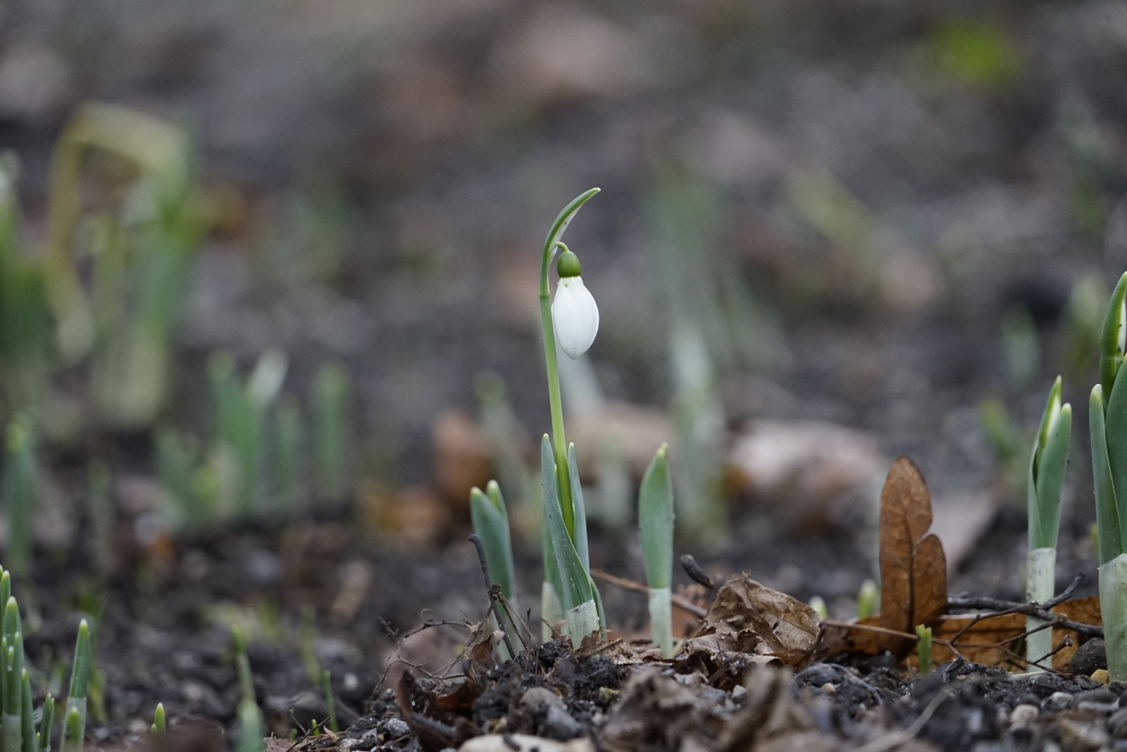 Schneeglöckchen im Winter Schneeglöckchen im Winter