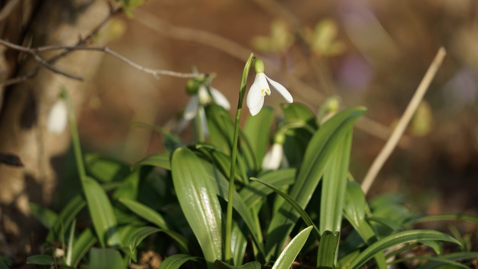 Schneeglöckchen in der Sonne Schneeglöckchen in der Sonne