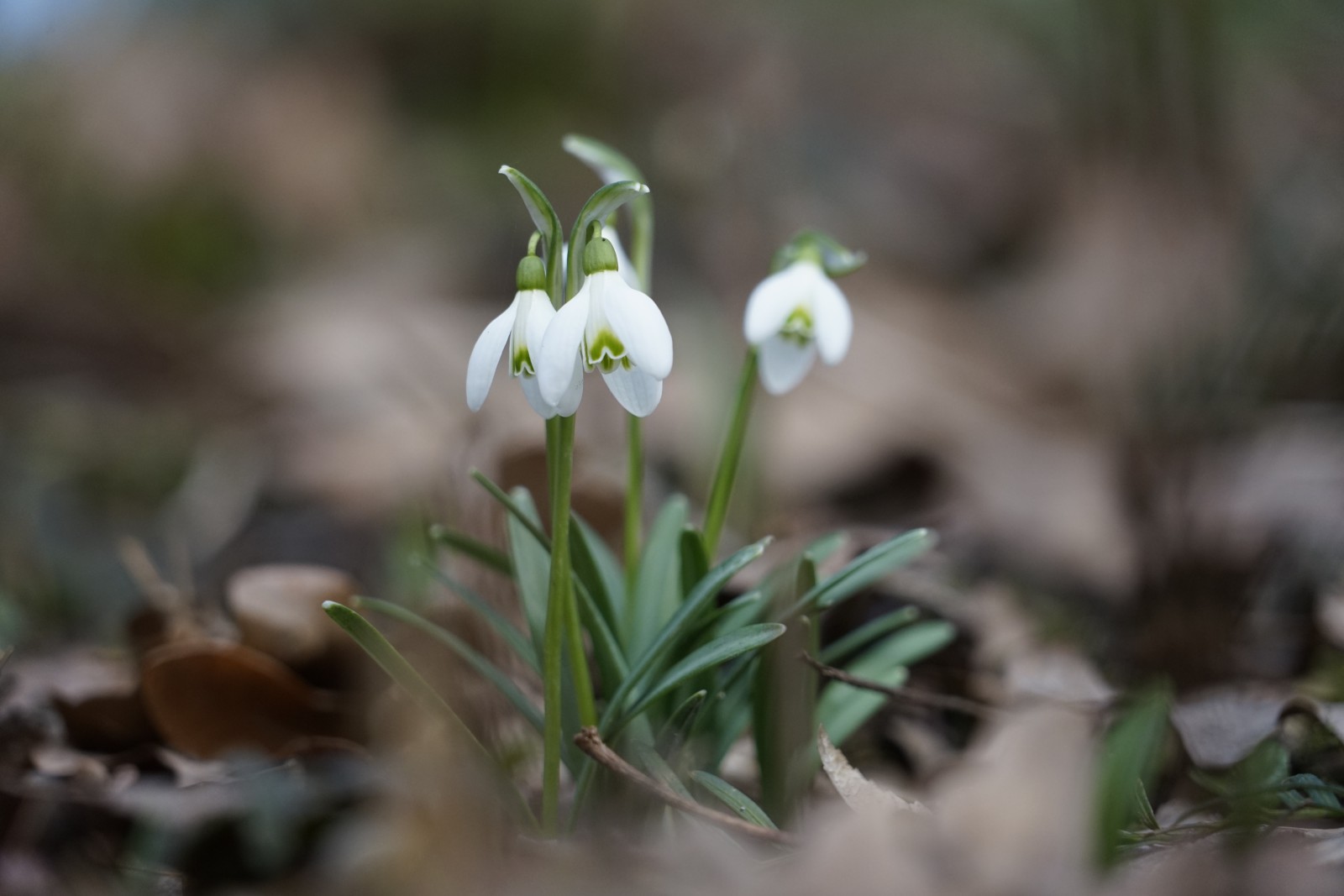 Schneeglöckchen kommen raus Schneeglöckchen kommen raus