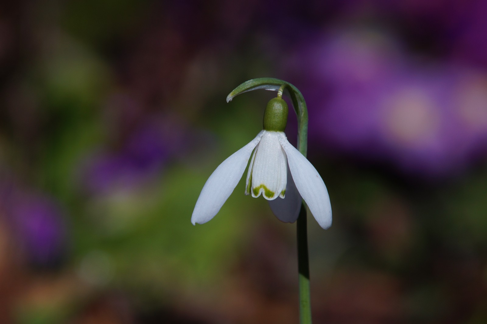 Schneeglöckchen läuten den Frühling ein Schneeglöckchen läuten den Frühling ein