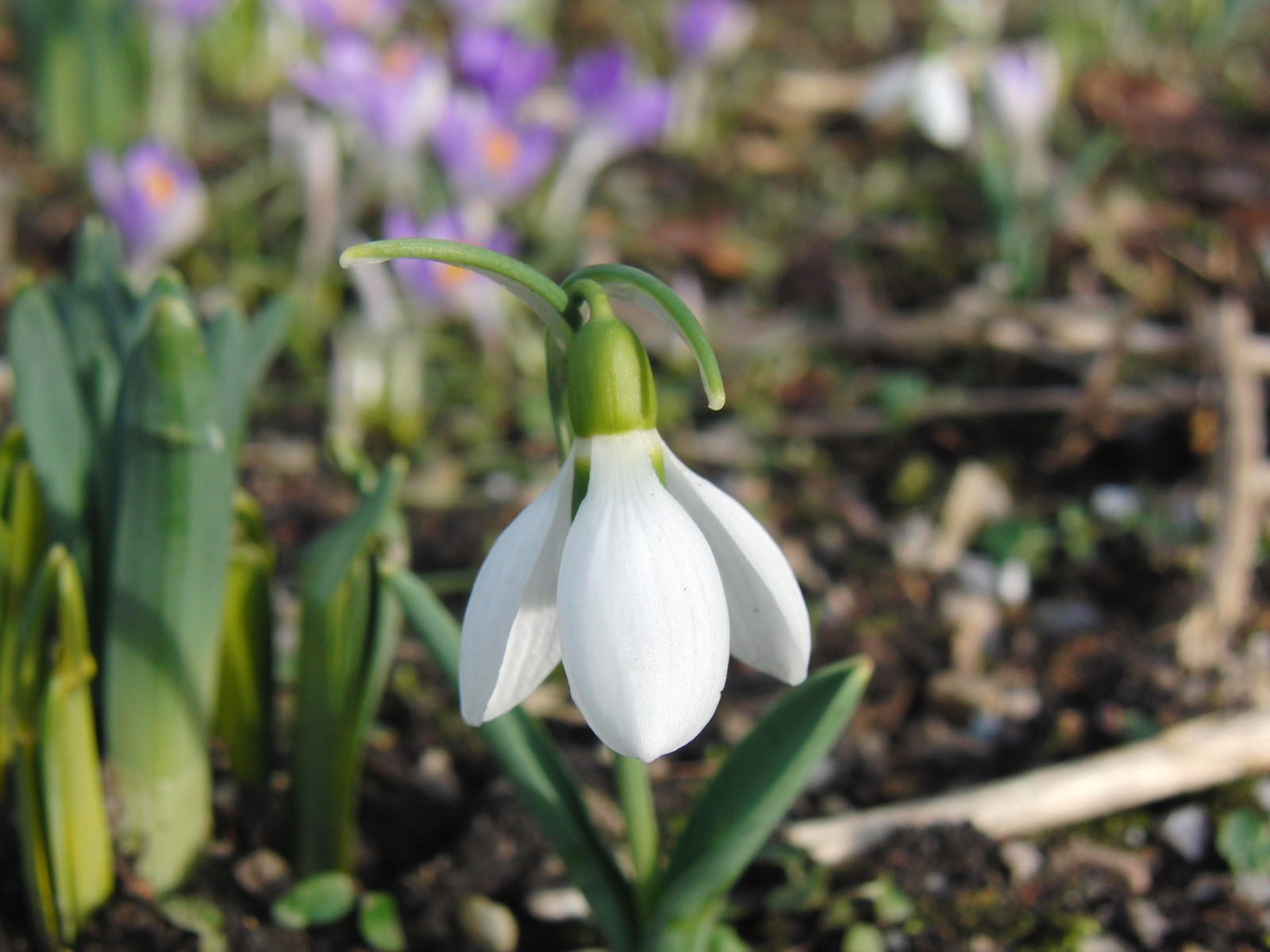 Scheeglöckchen solo 1 Scheeglöckchen solo 1