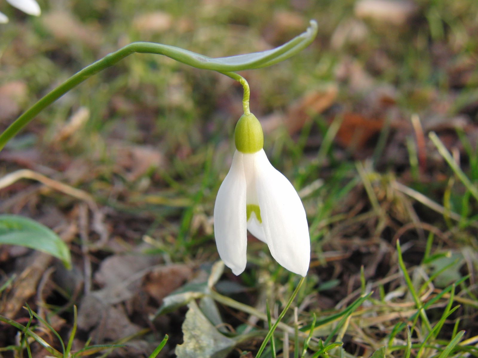 Scheeglöckchen solo 2 Scheeglöckchen solo 2