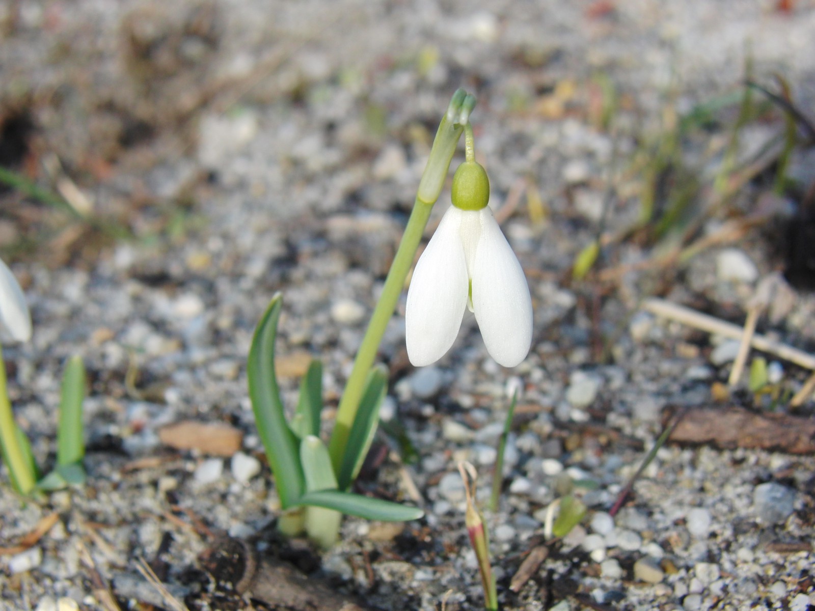 Scheeglöckchen solo 4 Scheeglöckchen solo 4