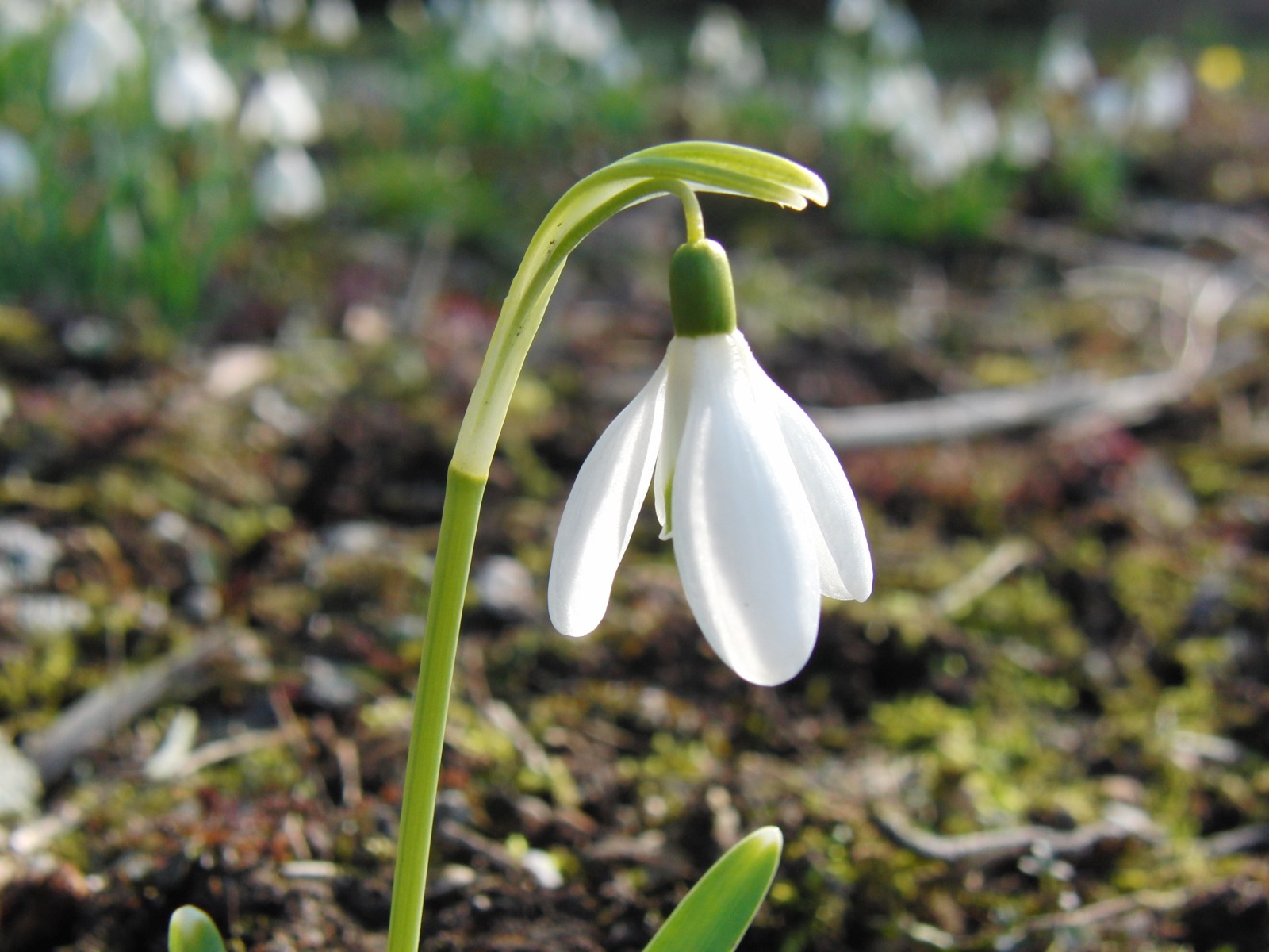 Scheeglöckchen solo 5 Scheeglöckchen solo 5