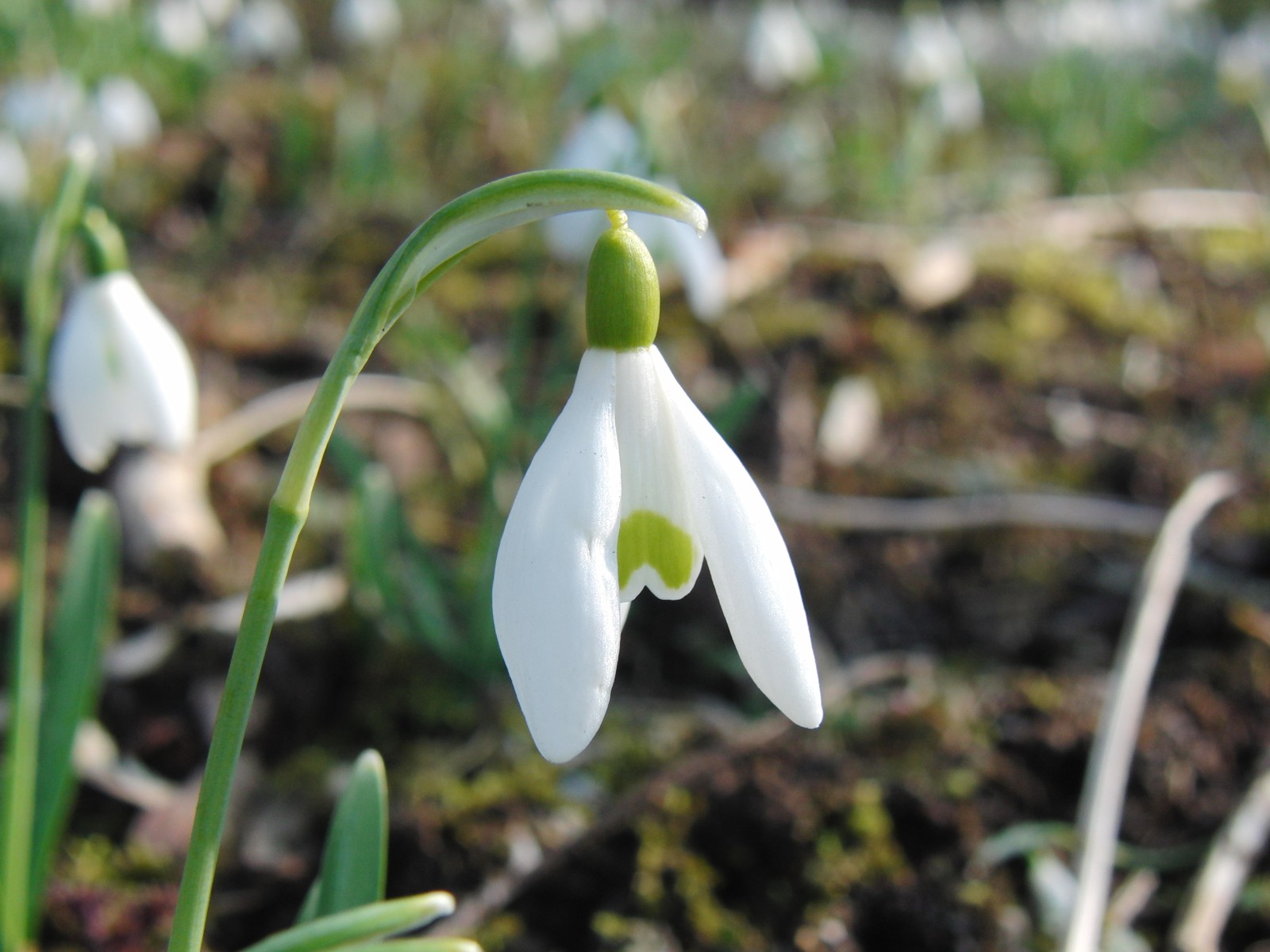 Scheeglöckchen solo 6 Scheeglöckchen solo 6