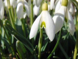 Schneeglöckchenblüte Schneeglöckchenblüte