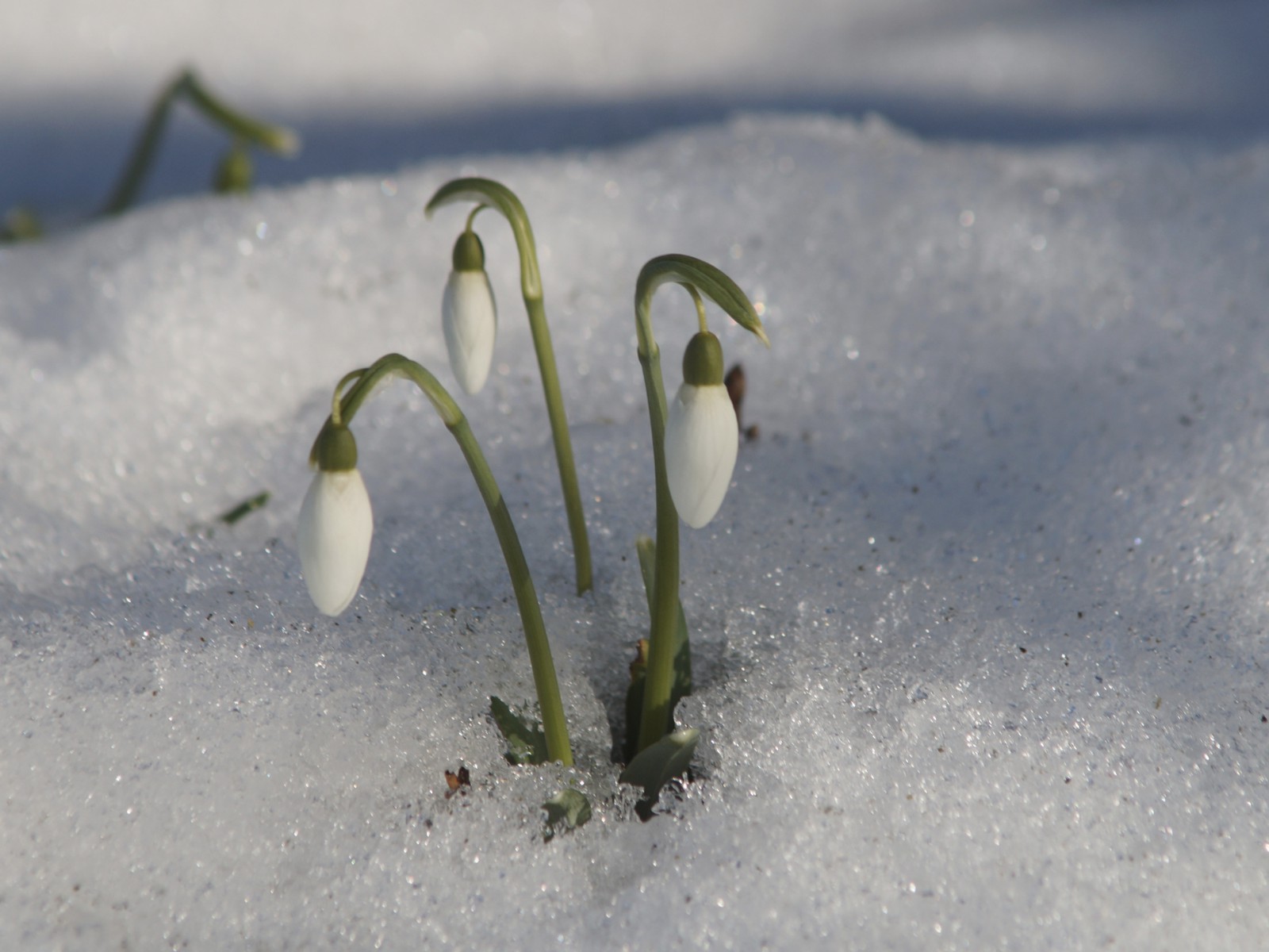 Scheeglöckchentrio im Schnee Scheeglöckchentrio im Schnee