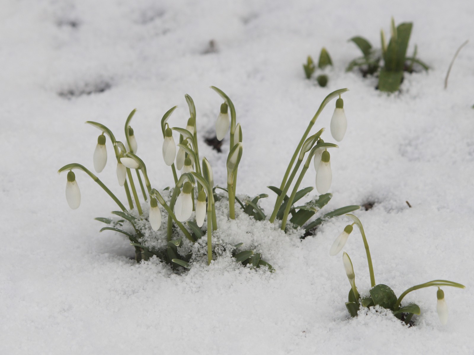 Scheeglöckchen im Schnee Scheeglöckchen im Schnee