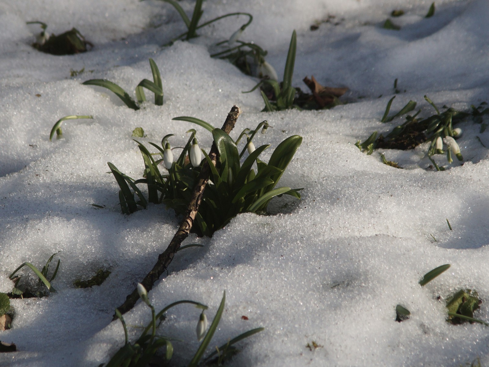 Scheeglöckchengruppe im Schnee Scheeglöckchengruppe im Schnee
