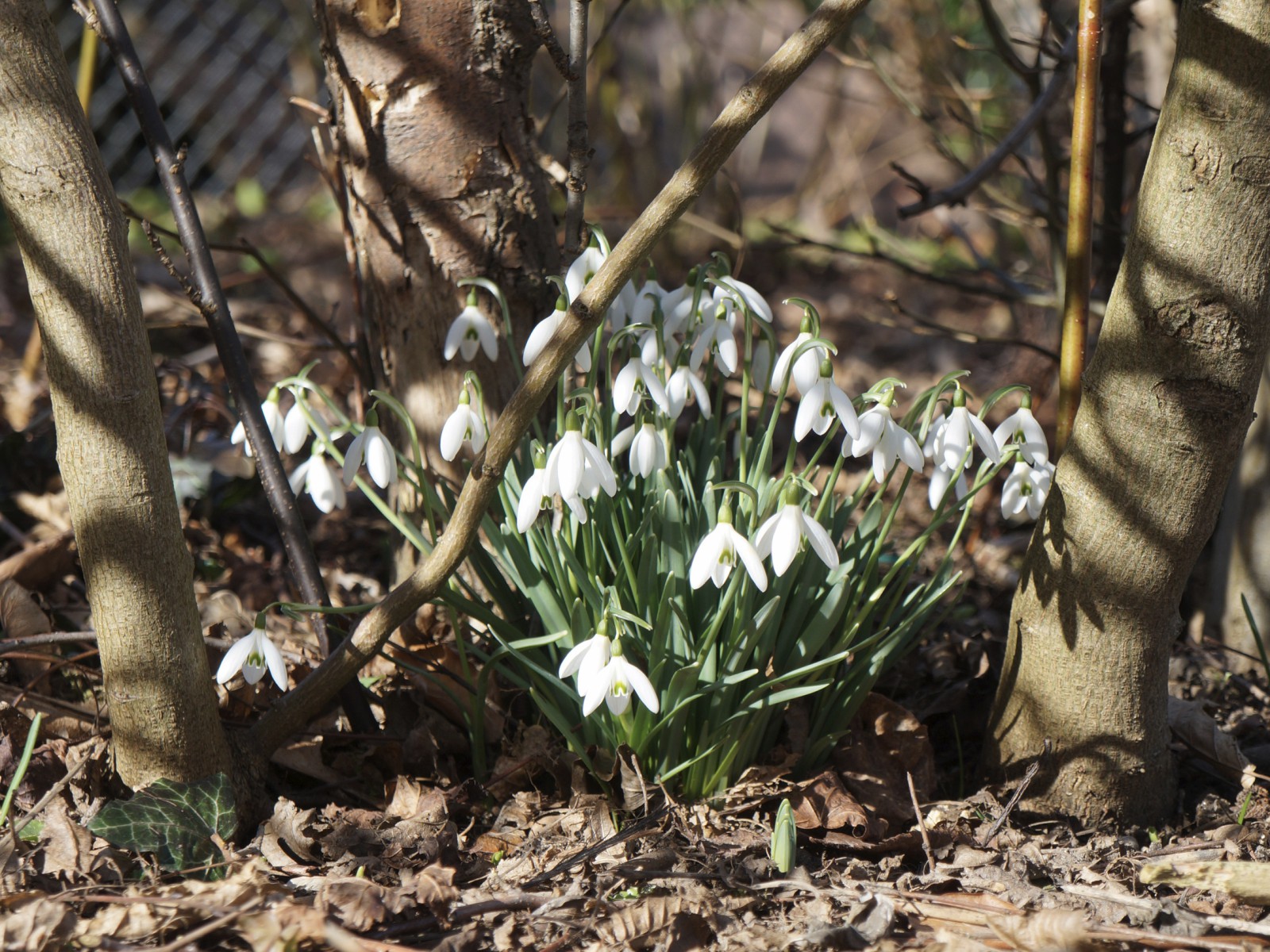 Schöne Frühlingsgrüße (Schneeglöckchen Gruppe) Schöne Frühlingsgrüße (Schneeglöckchen Gruppe)