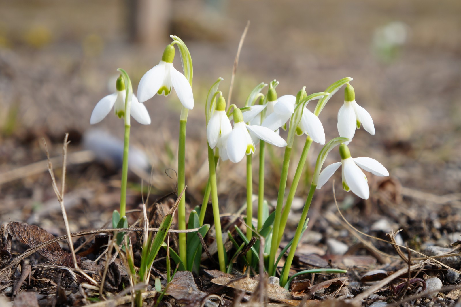 Schöne Lichtmessglöckchen Schöne Lichtmessglöckchen