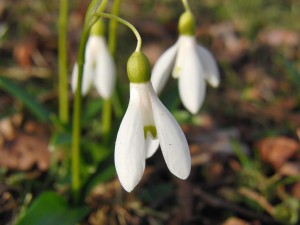 Schönes Februar Mädchen Schönes Februar Mädchen