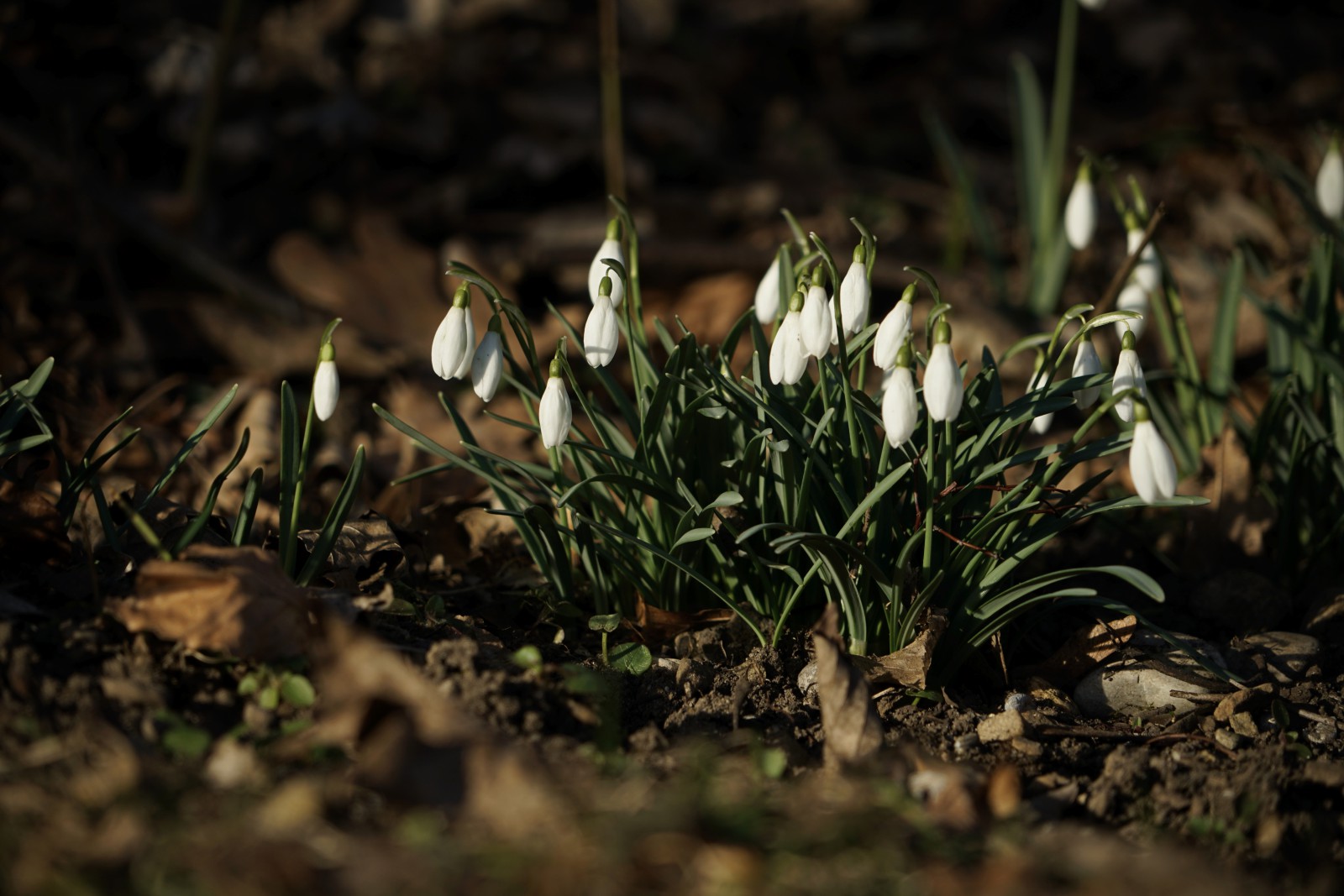 Vorboten des Frühlings Schneeglöckchen Vorboten des Frühlings Schneeglöckchen