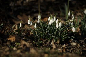 Vorboten des Frühlings Schneeglöckchen Vorboten des Frühlings Schneeglöckchen