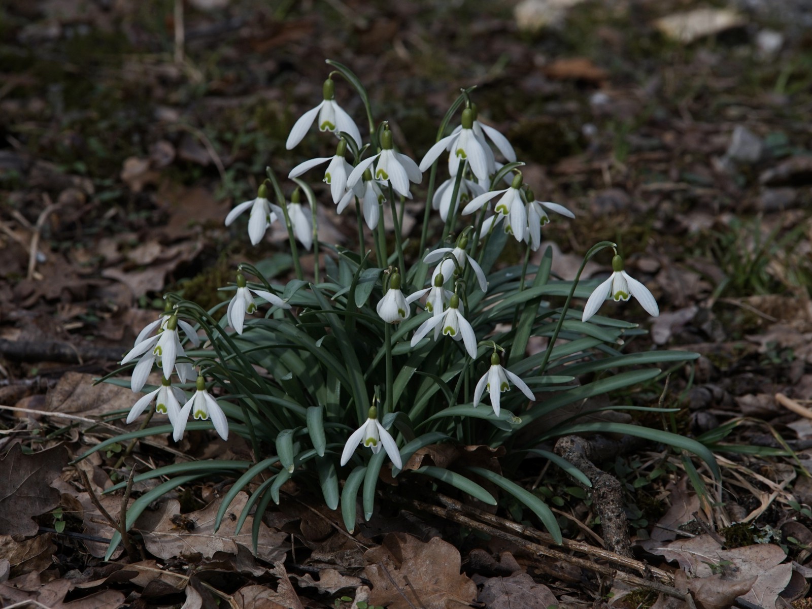 Weisse Frühlingsboten Weisse Frühlingsboten