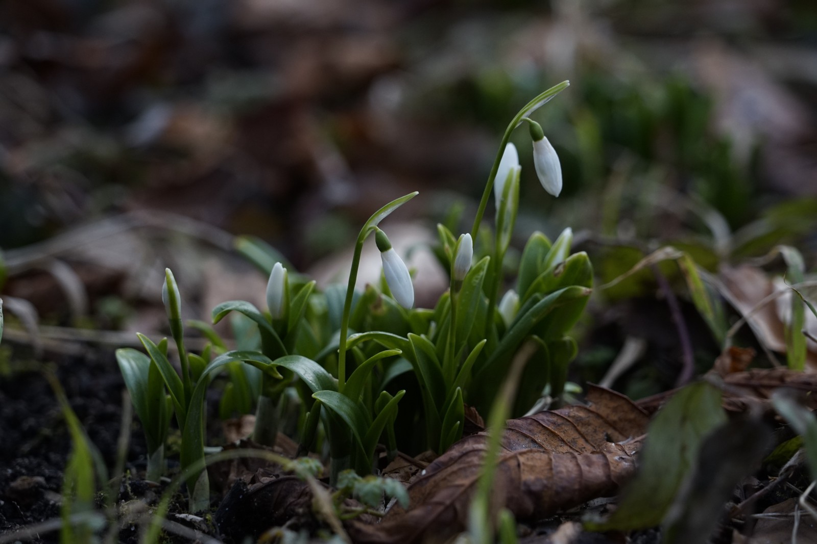 Zaghaftes erwachen Zaghaftes erwachen