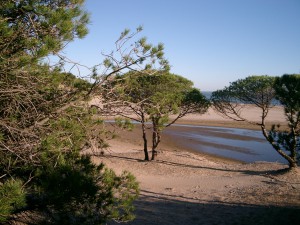 Pinen am Meer Pinen am Meer