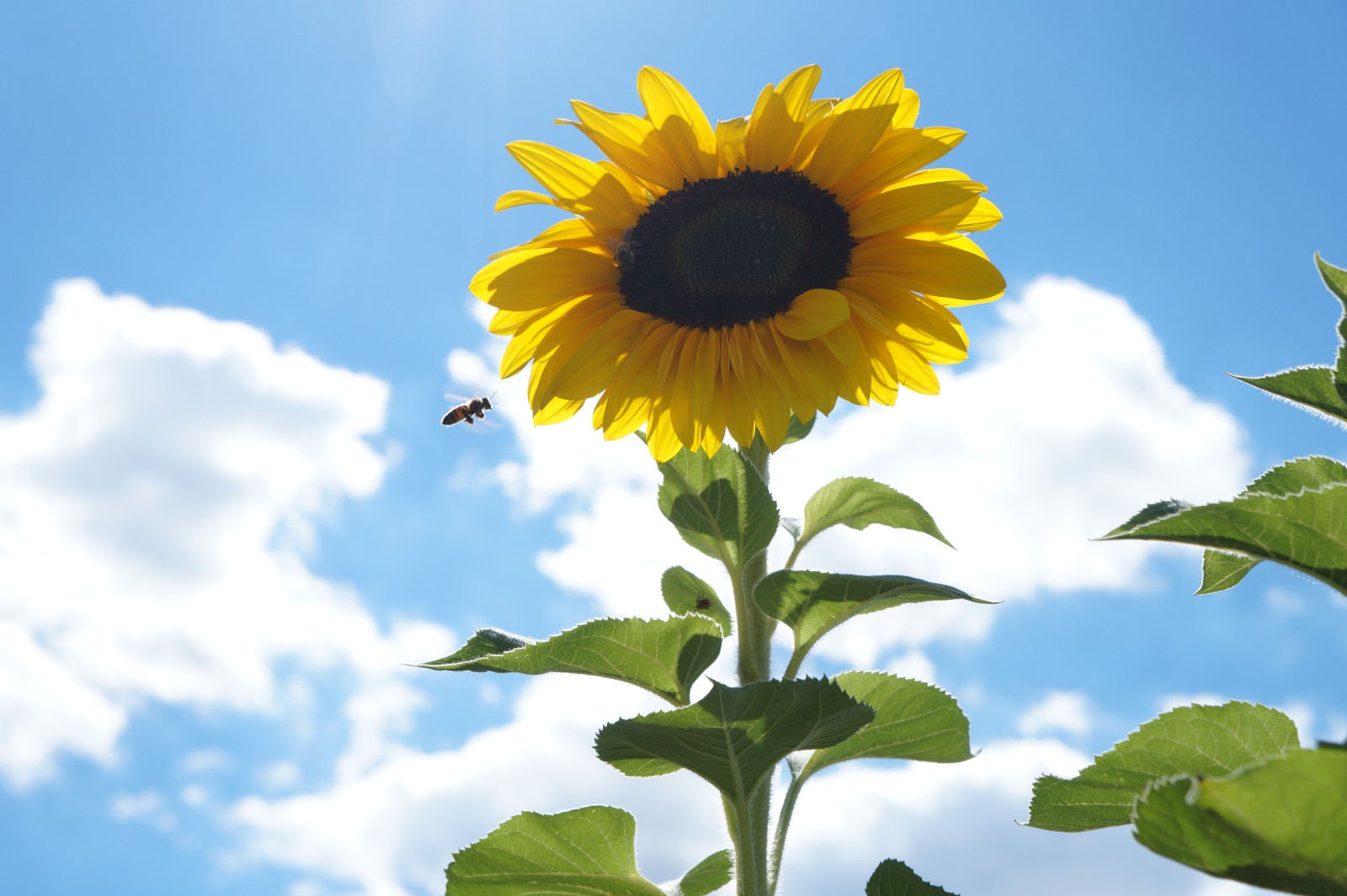 Auf zur Sonnenblume Auf zur Sonnenblume