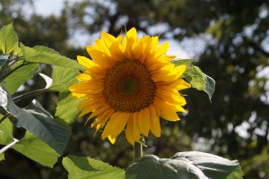 Aufgeblühte Sonnenblume Aufgeblühte Sonnenblume