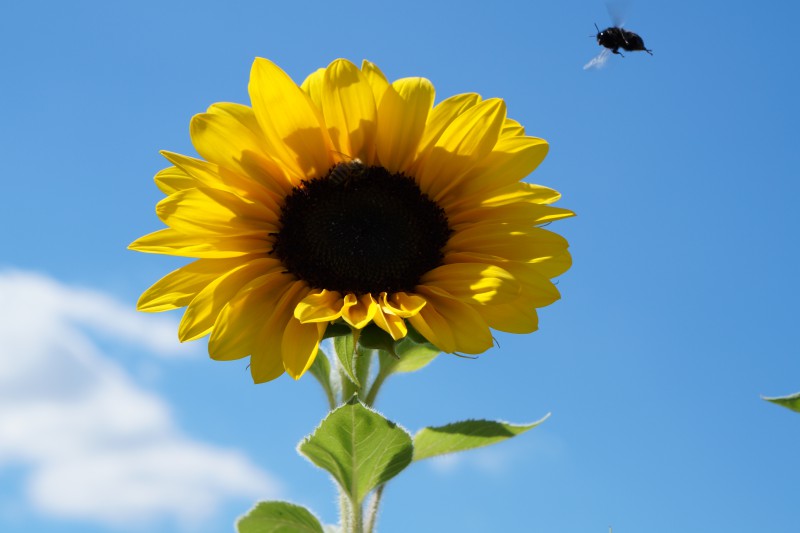  Bienen auf dem Weg zur Sonnenblume