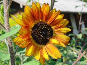 Gelb-orange Sonnenblume 1 Gelb-orange Sonnenblume 1