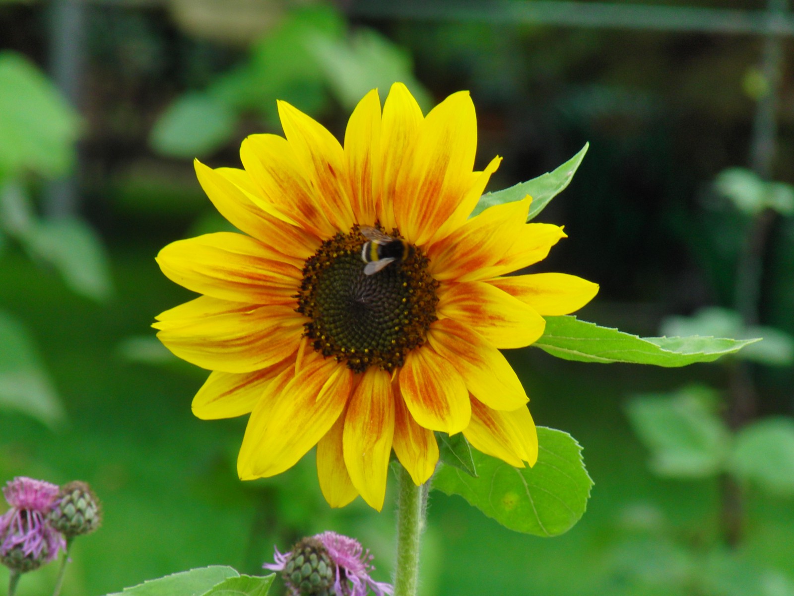 Gelb-orange Sonnenblume 2 Gelb-orange Sonnenblume 2
